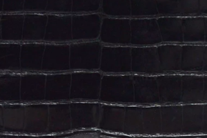 素材アリゲーター