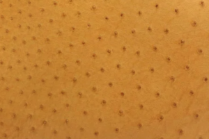 素材オーストリッチ